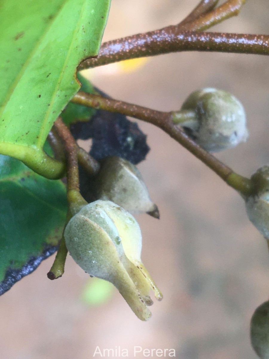 Shorea lissophylla Thwaites